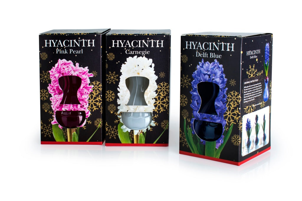 Deree Hyacinth Glass Growing Kit Indoor Flower Bulb Vase Home Gift Decor