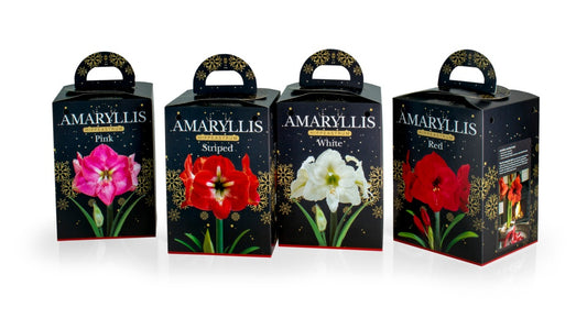 Deree Gift Kits Amaryllis