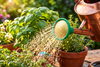 Fine As Rain Garden Watering Can Rose Head Water Sprinkler Hose Sprayer Various