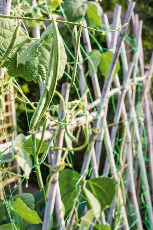 Ambassador Pea & Bean Net 4 x 2m