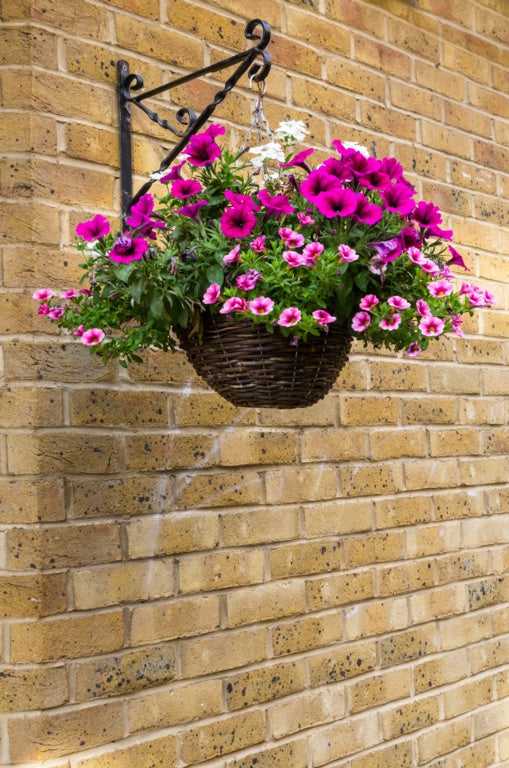 Ambassador Willow Hanging Basket 14"