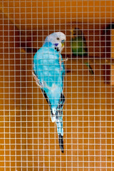 Ambassador Cage & Aviary Welded Panel 0.6 x 0.9m Mesh size: 25 x 25mm