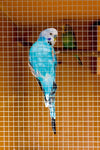 Ambassador Cage & Aviary Welded Panel 0.6 x 0.9m Mesh size: 13x13mm