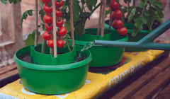 Garland Plant Halos Green Pack 3