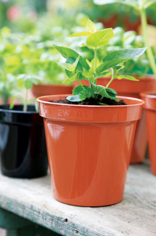 Stewart Flower Pot Terracotta 8"