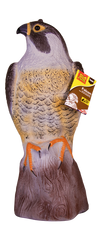 The Big Cheese Falcon