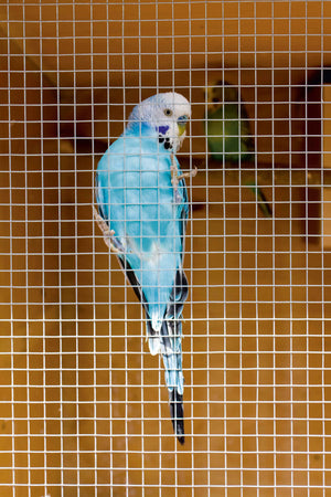 Ambassador Cage & Aviary Welded Panel 0.6 x 0.9m Mesh size: 50 x 50mm
