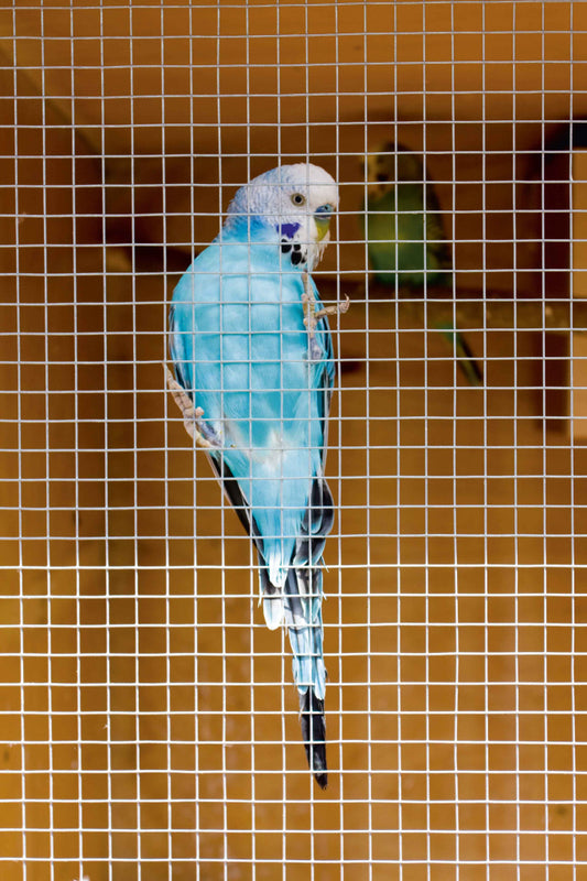 Ambassador Cage & Aviary Welded Panel 0.6 x 0.9m Mesh size: 50 x 50mm
