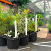 Ambassador Plant Labels Pack 50 6"