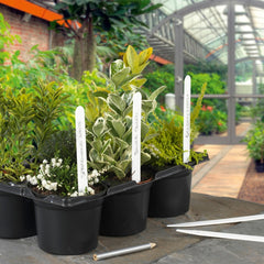 Ambassador Plant Labels Pack 50 6"