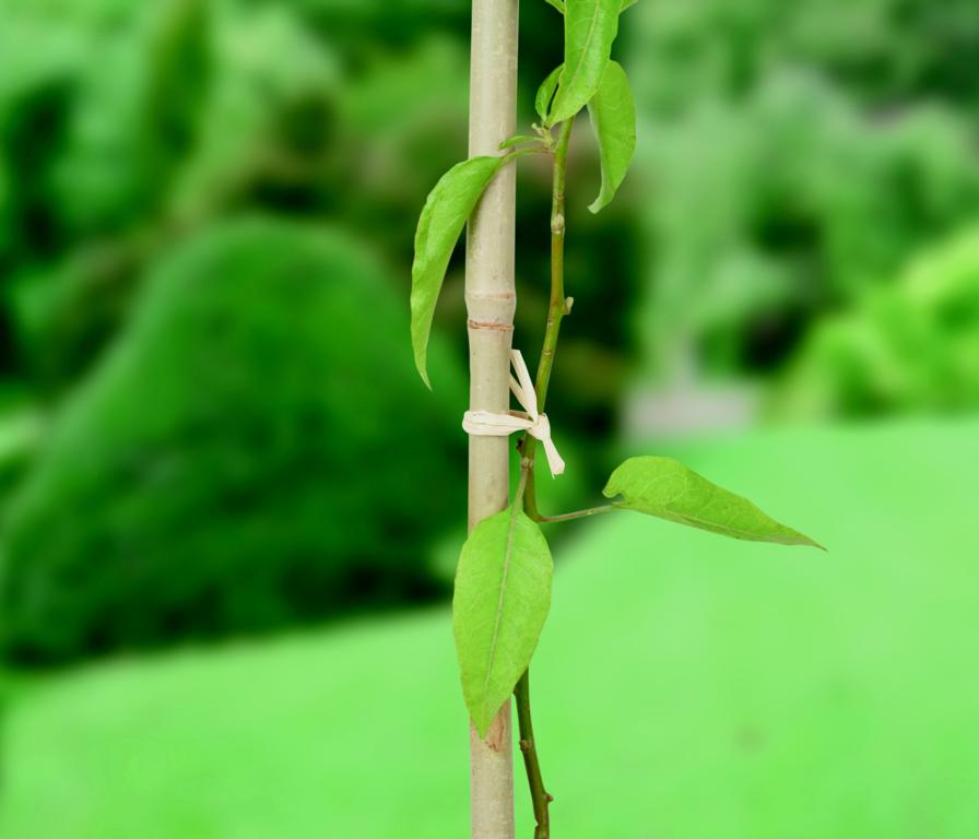 Ambassador Raffia 80gm