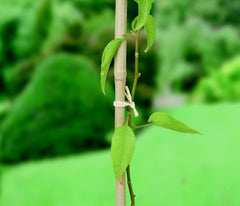 Ambassador Raffia 80gm