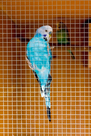 Ambassador Cage & Aviary Welded Panel 6x0.9m